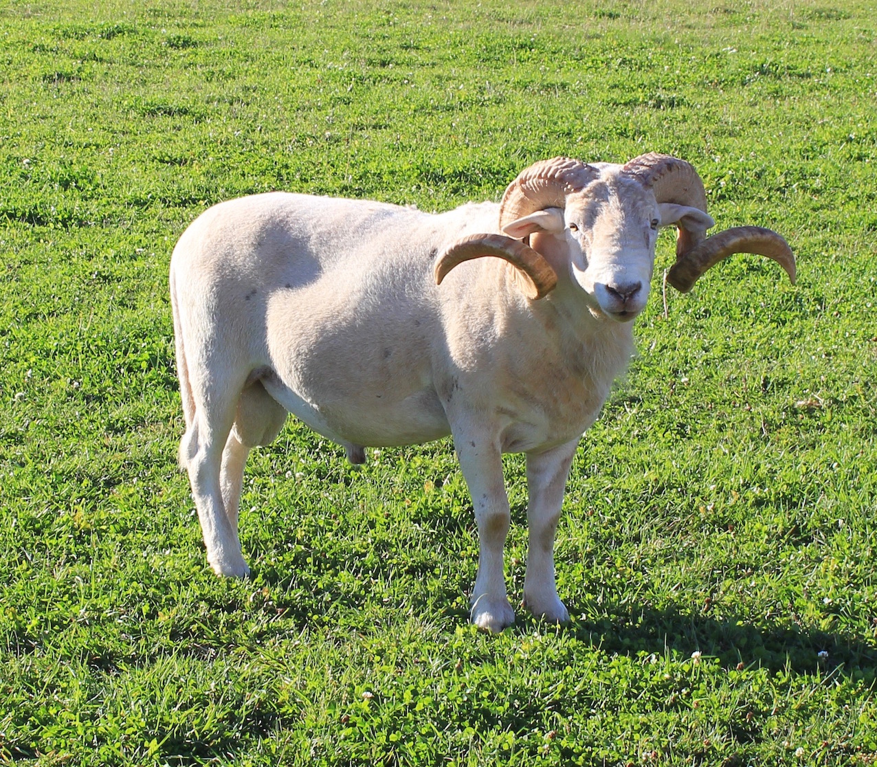 Wiltshire Horn Sheep Canadian Cooperative Wool Growers Limited